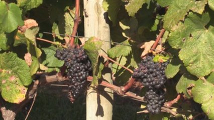 Los aficionados al vino ahora podrán disfrutar de la vendimia en Uruguay