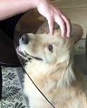 Un chien se fait bluffer par une table en verre