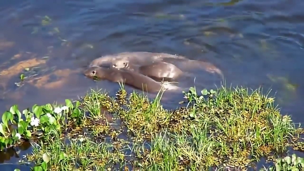 Oats swim with crocodiles ओट मगरमच्छ के साथ तैरते हैं