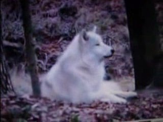 Cri d'amour de la louve blanche