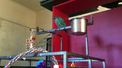 Oskar and his nonsense