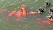 Des poissons rouges d'amusent à chatouiller les pattes des bébés canards
