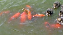 Des poissons rouges d'amusent à chatouiller les pattes des bébés canards