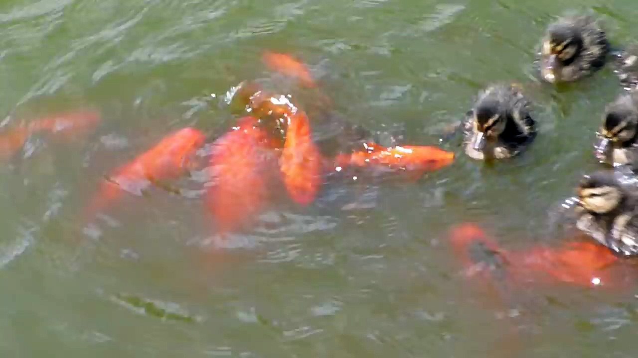 Des poissons rouges d'amusent à chatouiller les pattes des bébés canards
