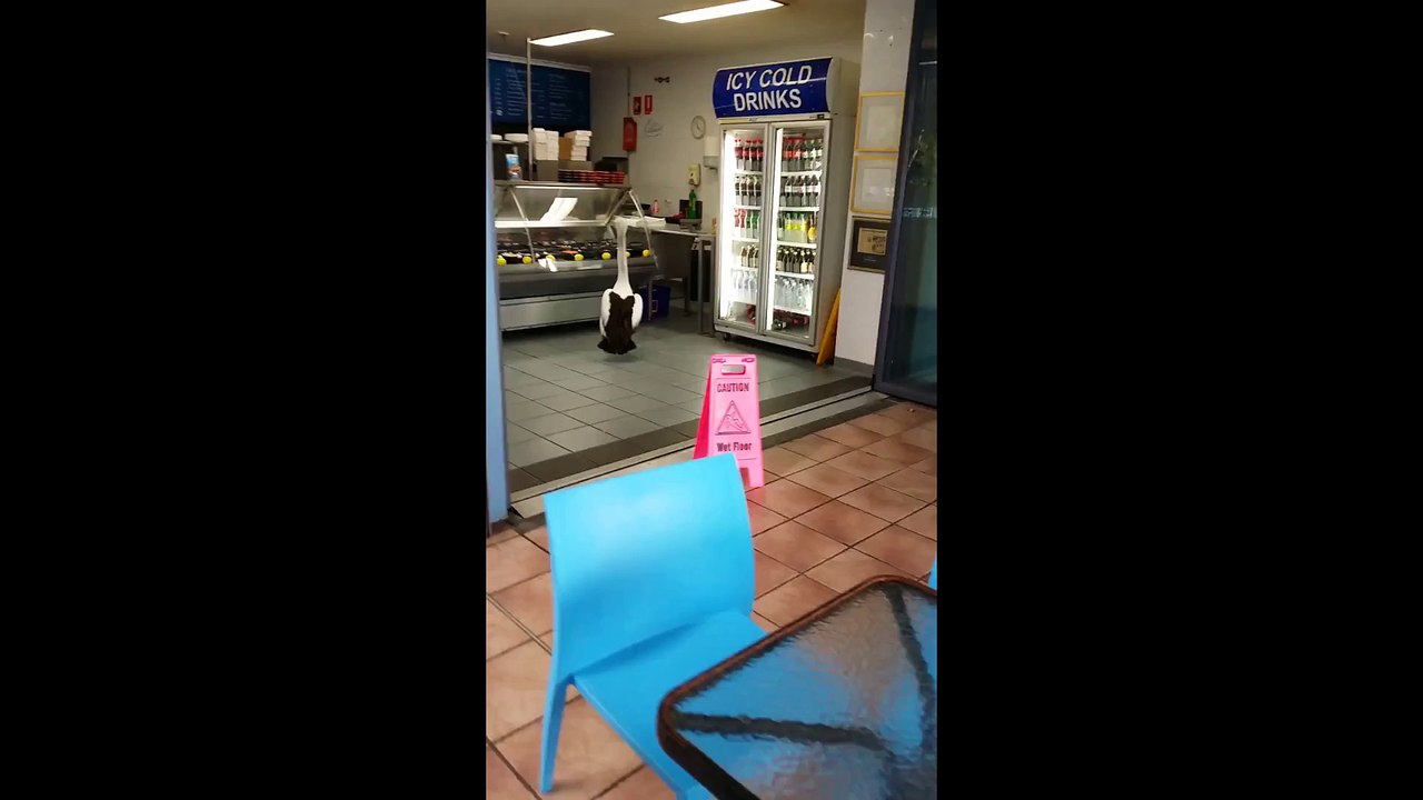 Ce pelican fait la queue à la poissonnerie pour avoir son poisson