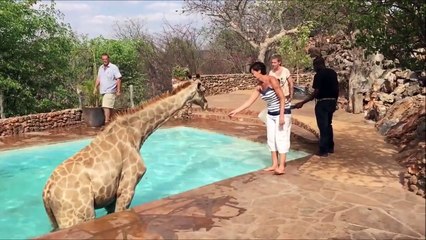 Ces touristes ont retrouvé une girafe dans la piscine d'un lodge en Namibie