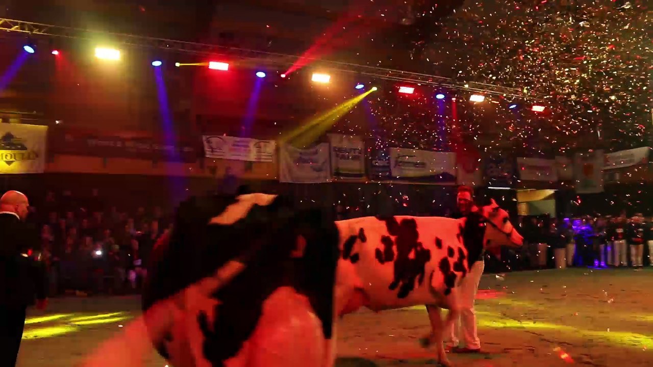 200 vaches Holstein étaient sous le feu des projecteurs ce samedi à Libramont