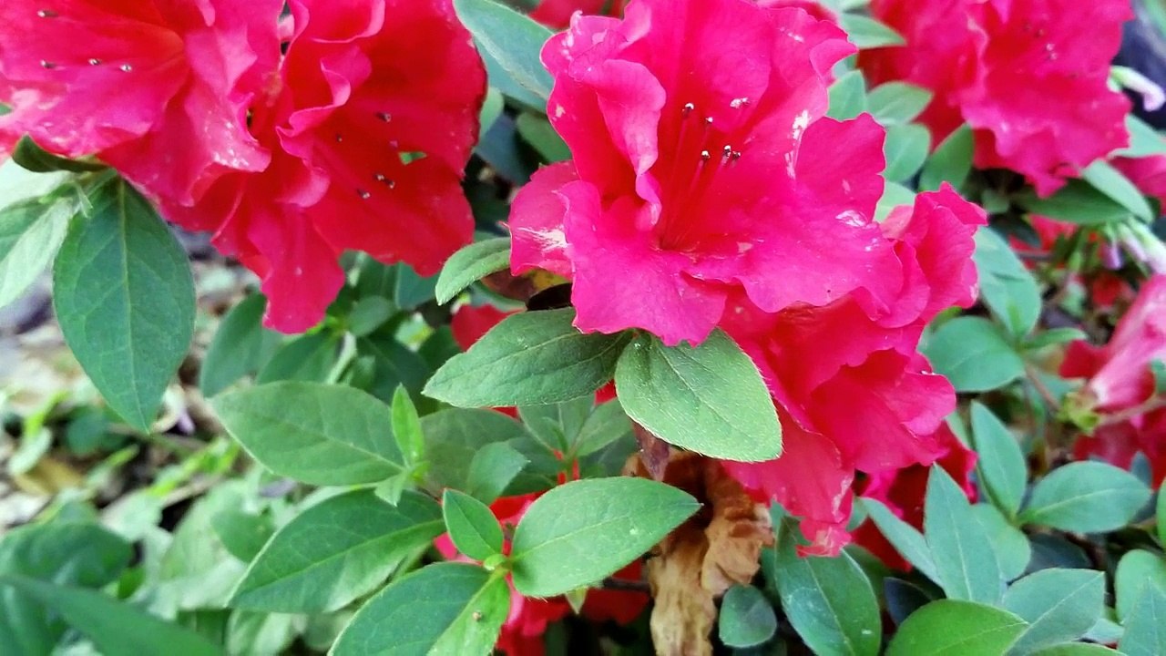 Tres Flores - Hermanos Banda De Salamanca