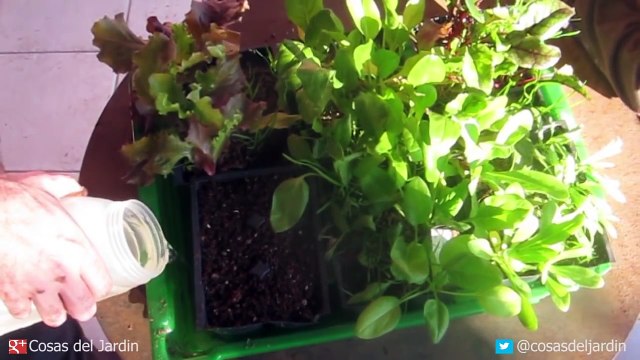 Como germinar semillas de Perejil y Cilantro - Transplante y Cuidados @cosasdeljardin