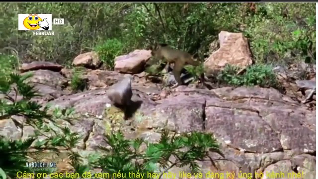 THẾ GIỚI ĐỘNG VẬT HOANG DÃ HD THUYẾT MINH 2016 - NHỮNG LOÀI SĂN MỒI NGUY HIỂM NHẤT