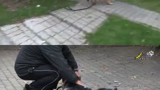 Собака для охраны, как отучить щенка кусаться