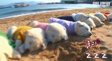 SBS TV동물농장x애니멀봐 2018 #1 | 강아지, 개, 고양이, 원숭이, 코끼리... 귀엽