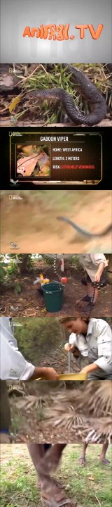 THẾ GIỚI ĐỘNG VẬT HOANG DÃ HD THUYẾT MINH - NHỮNG LOÀI SĂN MỒI NGUY HIỂM NHẤT PHÂN 7