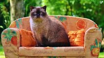 10 Biggest Cat Breeds