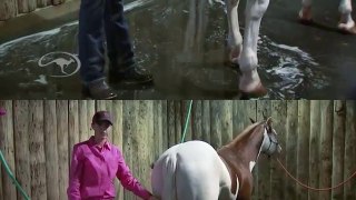 Clinton Anderson: How to Wash and Care for Your Horses Tail - Downunder Horsemanship