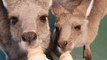 Adorable Orphaned Kangaroos and Wallaby Huddle for Milk Feast