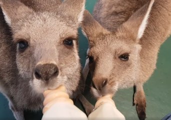 Download Video: Adorable Orphaned Kangaroos and Wallaby Huddle for Milk Feast