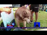 Woof Day, Berkumpulnya Komunitas Pecinta Anjing - NET 12