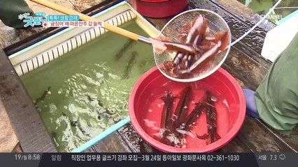 '금징어' 현상, 마른안주 값 줄줄이 인상