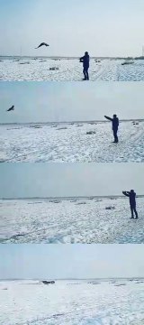 видео Золотой орел Птица мой лучший друг video Altın Kartal Kuş benim en iyi arkadaşım Golden Eagle Bird is my best friend