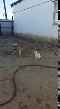 видео котенок кошка играет с собакой video kitten cat playing with a dog yavru kedi bir köpekle oynamayı
