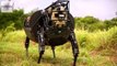 Boston Dynamics Legged Squad Support System (LS3) Carrying Load for Soldiers