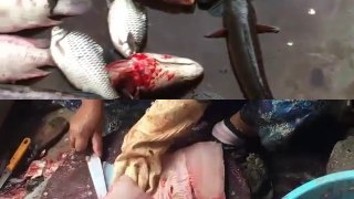 Amazing Cutting Fish | Fastest Fish Cutting | fish cutting in cambodia(15)