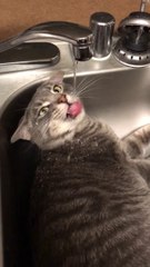 Ce chat AIME l'eau !! Couché sous le robinet pour boire dans le lavabo !