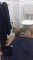 Ce lapin dévore le PQ dans les toilettes !!