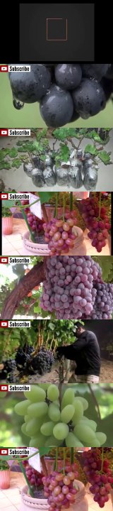 Panduan Sukses Budidaya Anggur Dalam Pot Berbuah Lebat & Besar 2