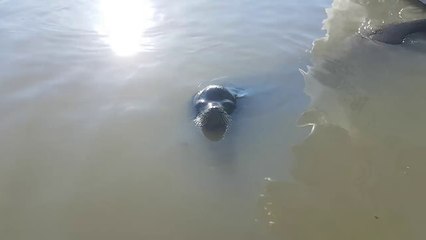 Sea lion drags girl into Steveston waters