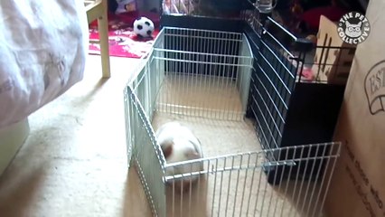 Pet Escape Artists - Funny Pet Video Compilation