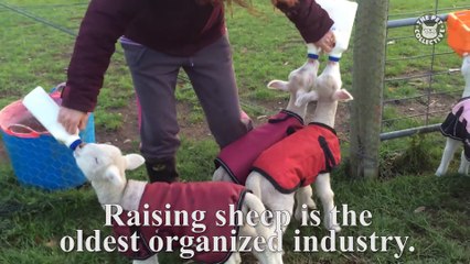 Today I Learned- Sheep