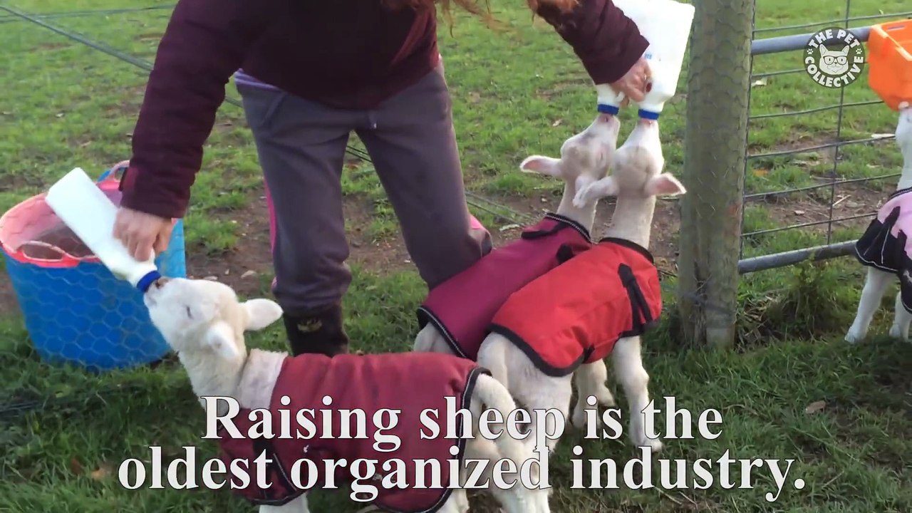 Today I Learned- Sheep