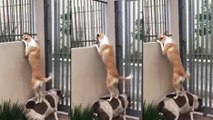 Un chien curieux grimpe sur le dos de son pote