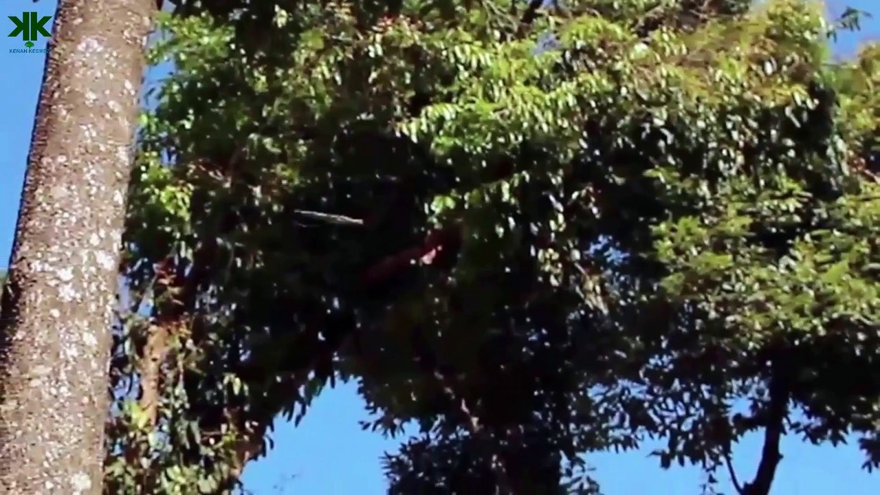 Kamuflaj ustası Uçan Kertenkele