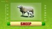 Sheep - Animals - Pre School - Animated Educational Videos For Kids