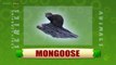 Mongoose - Animals - Pre School - Animated Educational Videos For Kids