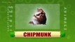 Chipmunk - Animals - Pre School - Animated Educational Videos For Kids