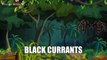 Black Currants - Fruits - Pre School - Animated Educational Videos For Kids