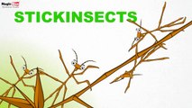 Stick Insects - Insects - Pre School - Learn Spelling Videos For Kids