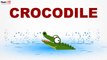 Crocodile - Reptiles - Pre School - Learn Spelling Videos For Kids