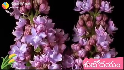 Whats Aap Good Morning Video--2018--Watch Online