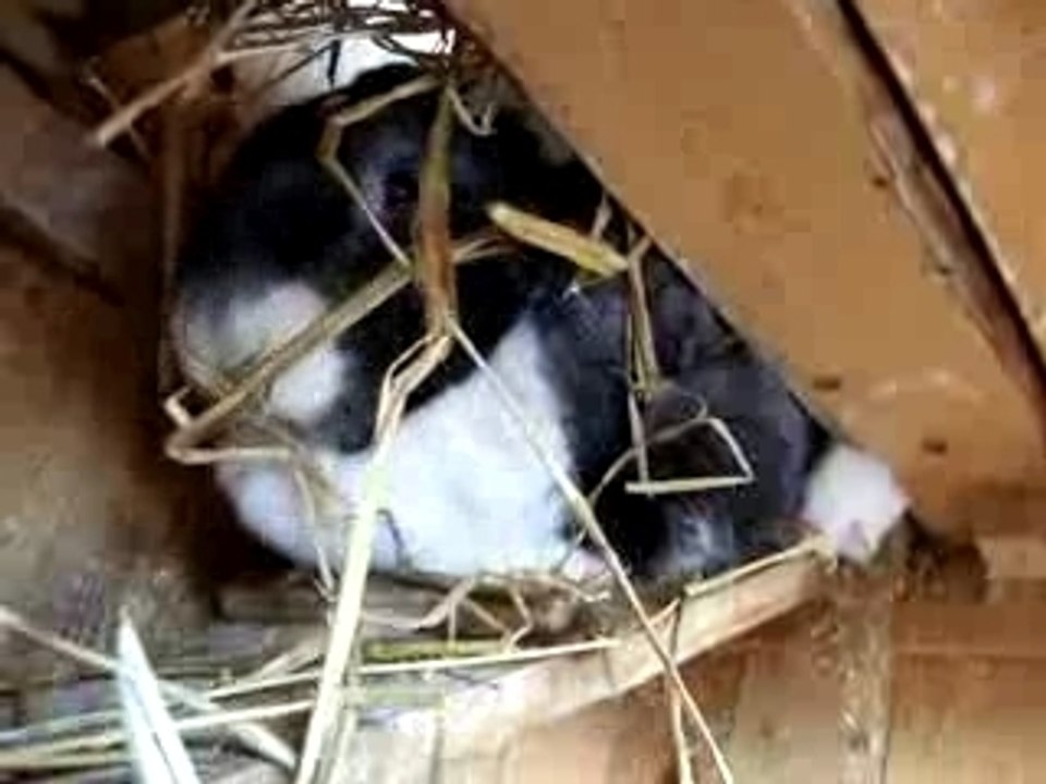 outrabs pres. äl mooh