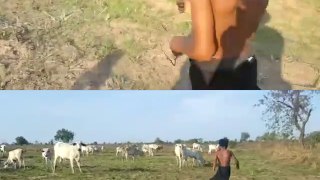 Oops! Anaconda Attacks Cows in the Rice Fields - Three Children Catch Anaconda Snake in My Village