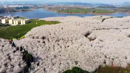 Drone captures a sea of China cherry blossoms