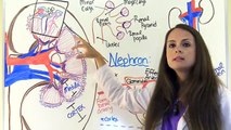 Kidney and Nephron Anatomy Structure Function | Renal Function System