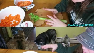 CHICKEN SOUP FOR DOGS DIY How to make Chicken Soup for Dogs | Snow Dogs Snacks 43