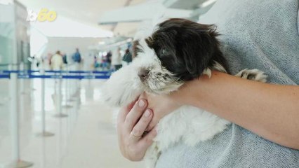 This App Lets You Keep Track Of Your Pets While Flying