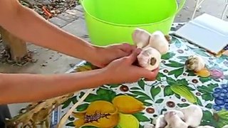 Garlic Braiding